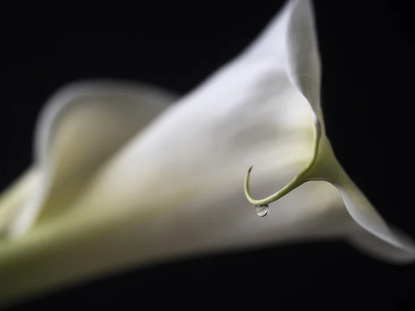 Zantedeschia aethiopica, calla lily — Stock Photo, Image