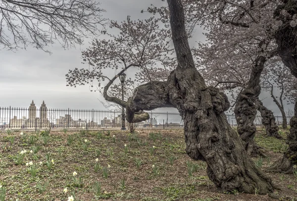 Granchio albero di mele - Malus 'Purple Prince — Foto Stock