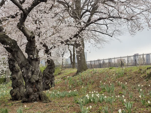 Crab Apple Tree - Malus ' Purple Prince — Stock fotografie