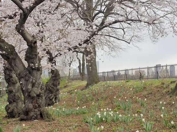 Krab appelboom - Malus "paarse Prins — Stockfoto