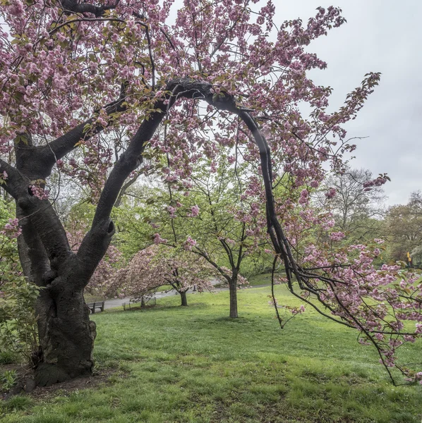 Prunus serrulata veya Japon kiraz