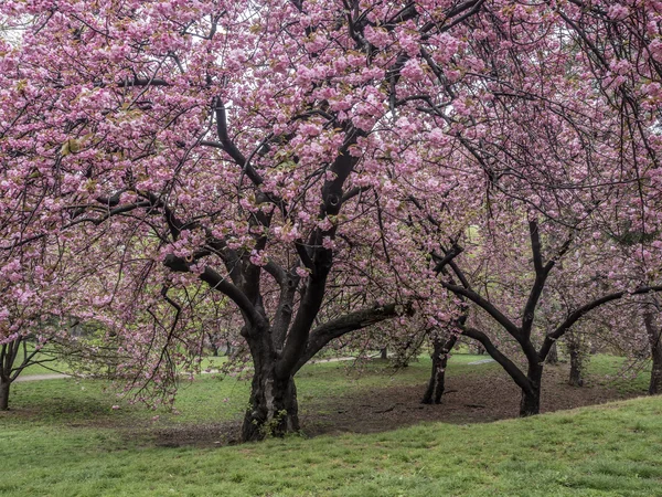 Árvore de maçã de caranguejo - Príncipe roxo de Malus — Fotografia de Stock