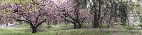 Árvore de maçã de caranguejo - Príncipe roxo de Malus — Fotografia de Stock