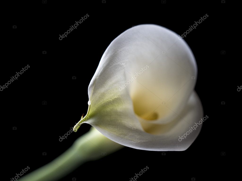 Zantedeschia aethiopica, calla lily Stock Photo by ©johnanderson 108216454