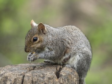 Sciurus carolinensis, ortak ad Doğu 