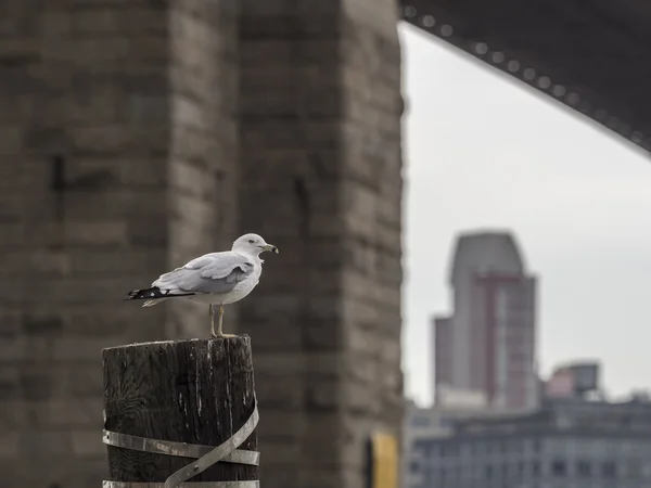 Bajo el puente de Brooklyn — Foto de Stock