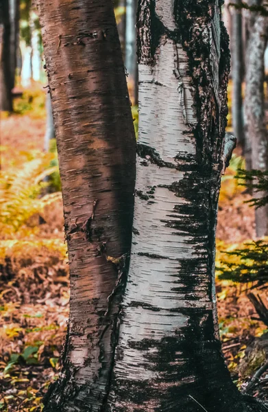 Árbol de abedul — Foto de Stock