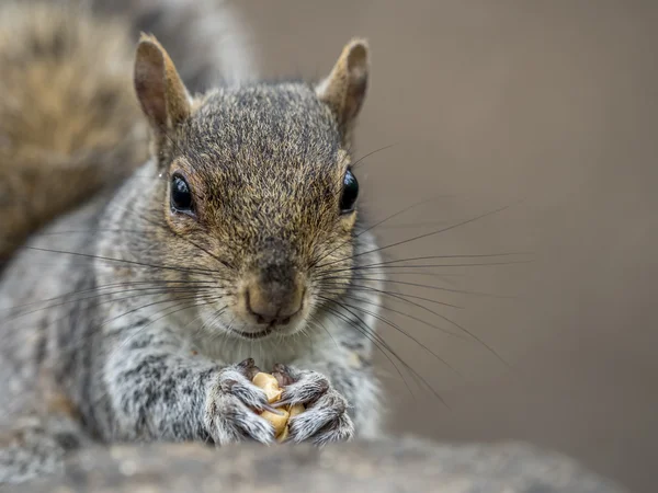 Sciurus carollessis, общее название - восточный — стоковое фото