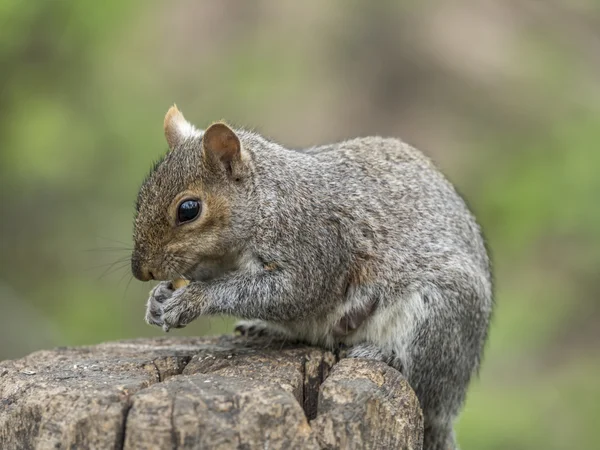 Sciurus carolinensis, gebräuchlicher Name — Stockfoto