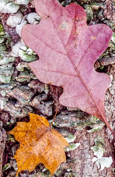 Folhas de outono bordo de carvalho — Fotografia de Stock