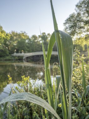su yapraklara düşer.