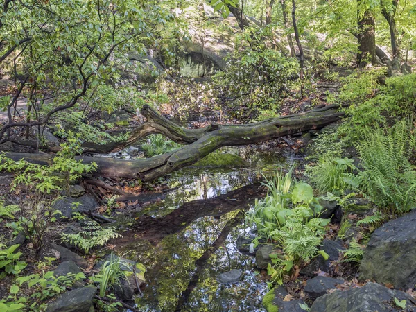 Escena forestal en primavera — Foto de Stock