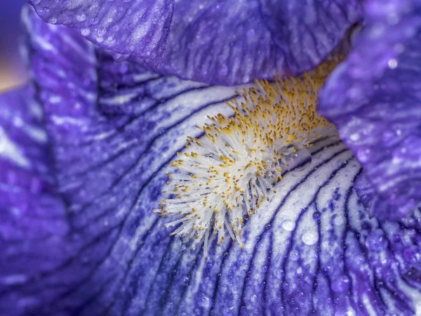 Bloe Iris Bloem, grens baard Iris Batik — Stockfoto