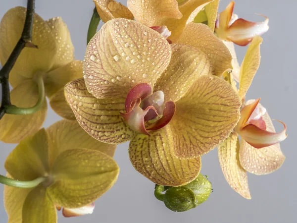 Gul phalaenopsis orkidé — Stockfoto