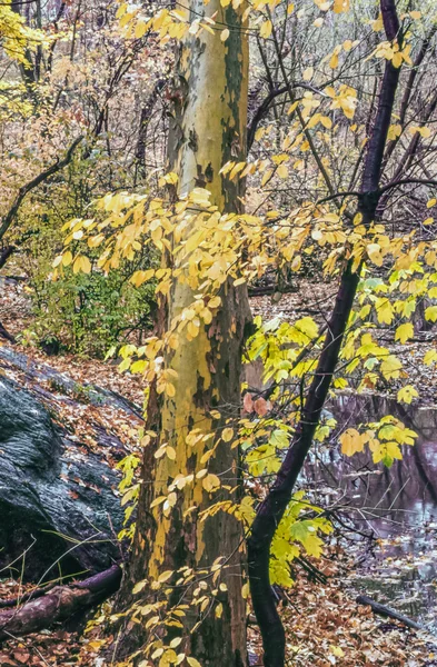 Waterdruppels op het blad — Stockfoto