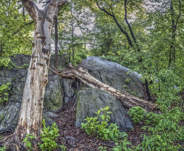 Scène forestière au printemps — Photo