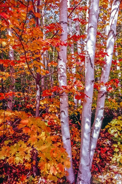 Herbstlaub im Wald — Stockfoto