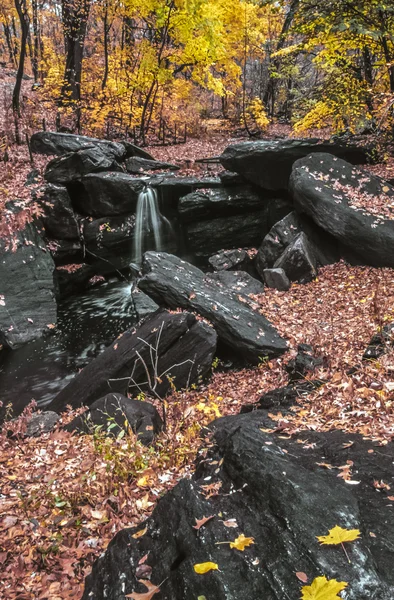 Autumn leaves in forest — Stock Photo, Image