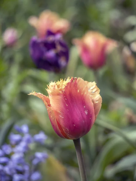 The tulip is  flowers in the genus Tulipa, — Stock Photo, Image