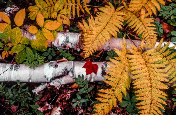 Outono cena florestal — Fotografia de Stock