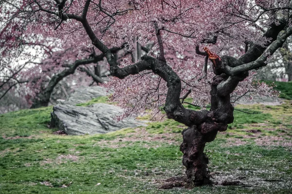 Árvore de maçã de caranguejo - Príncipe roxo de Malus — Fotografia de Stock