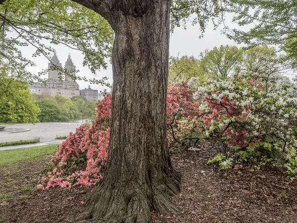 Cena de primavera Central Park, Nova York — Fotografia de Stock