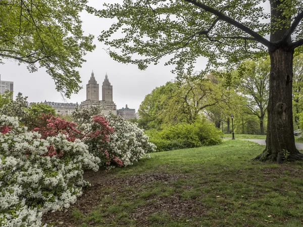 Scena primaverile Central Park, New York — Foto Stock