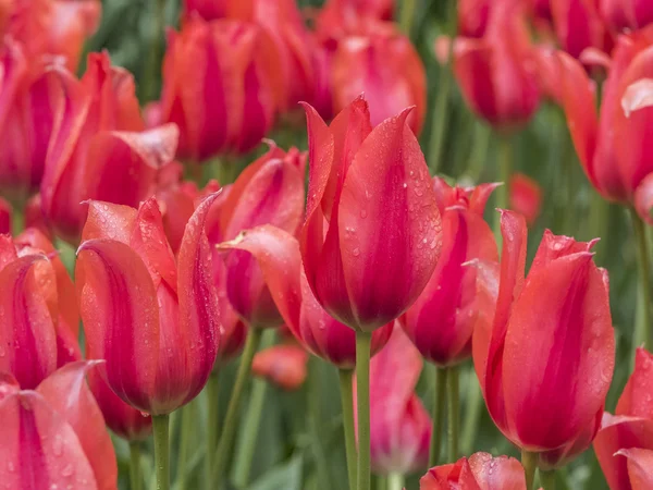 A tulipán is a nemzetség tulipa virágok, — Stock Fotó