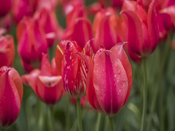 The tulip is  flowers in the genus Tulipa, — Stock Photo, Image