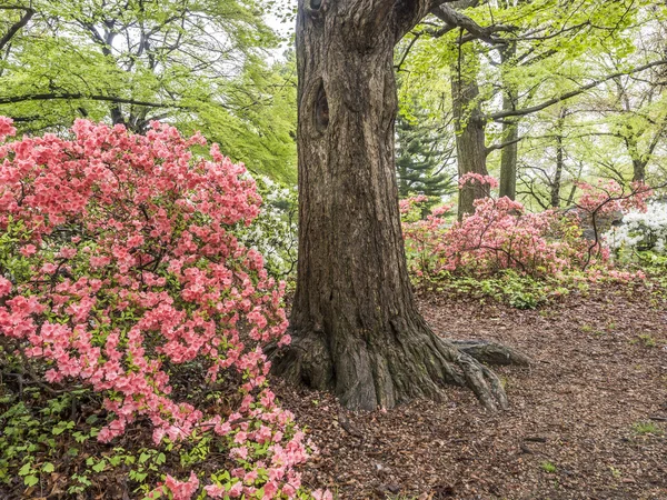 Scène de printemps Central Park, New York — Photo