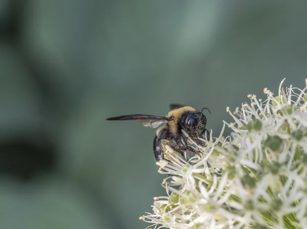 Hommel, ook geschreven bumble bee — Stockfoto