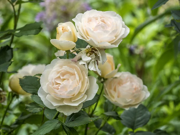 Pink rose in spring — Stock Photo, Image