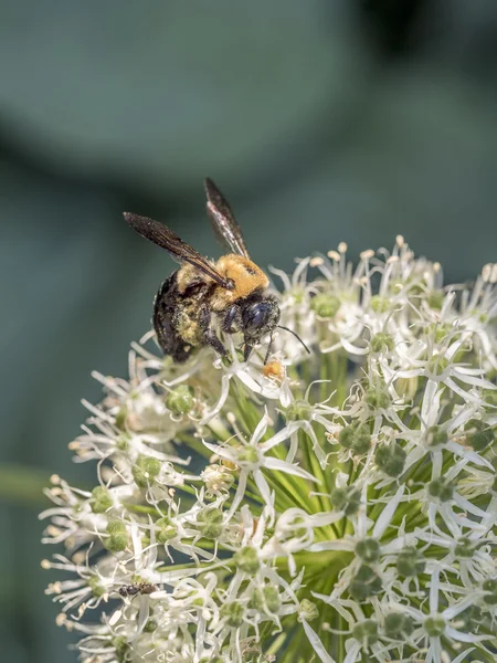 Abelha, também escrito abelha — Fotografia de Stock