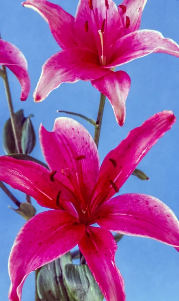 Lilium, Stargazer Lilja — Stockfoto