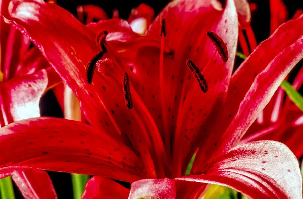 Lilyum, Stargazer lily — Stok fotoğraf