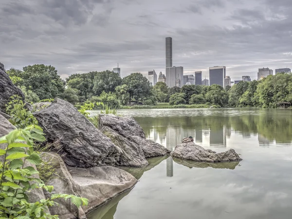 En el lago por la mañana temprano en verano — Foto de Stock