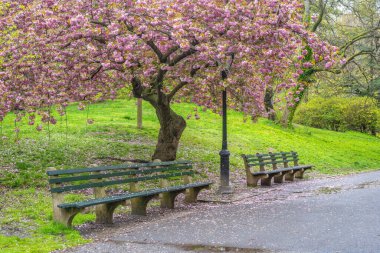 Central Park 'ta bahar, New York