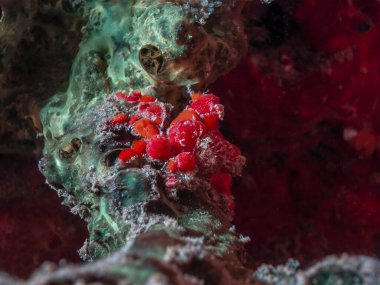 Karayip mercan resifinde gizemli gözyaşı yengeci