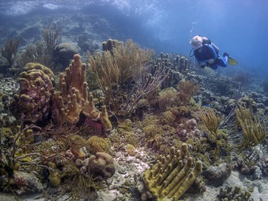 Bonaire adasının kıyısındaki Karayip mercan resifleri
