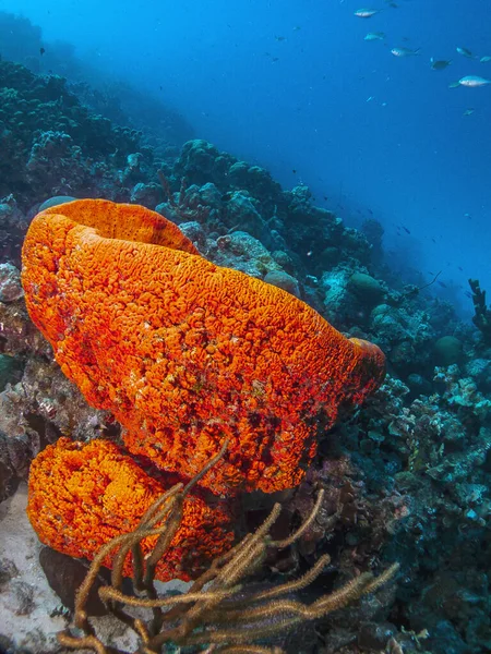 Agelas Clathrodes Επίσης Γνωστή Πορτοκαλί Σφουγγάρι Αυτί Ελέφαντα — Φωτογραφία Αρχείου