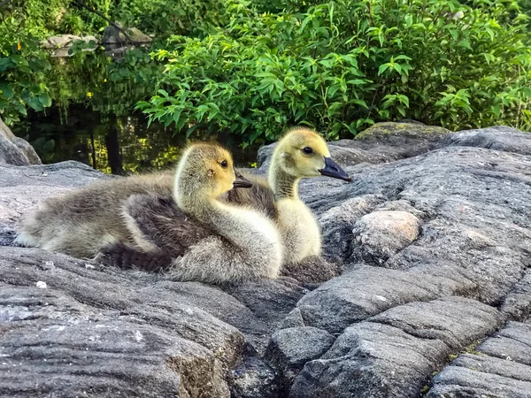 Ganso Canadá Branta Canadensis Gran Ganso Silvestre —  Fotos de Stock