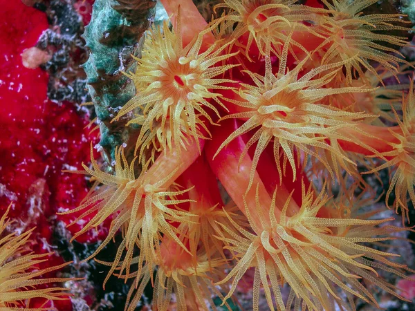 Orange Cup Coral Tubastraea Coccinea Belongs Group Corals Known Large — Stock Photo, Image