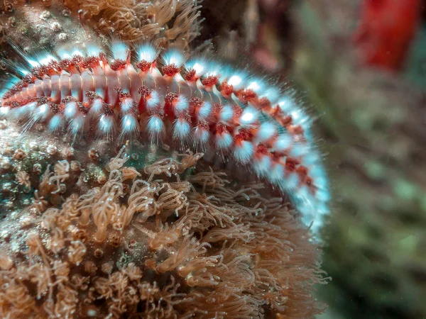 bearded fireworm ,Hermodice carunculata is a type of marine bristleworm belonging to the Amphinomidae family,