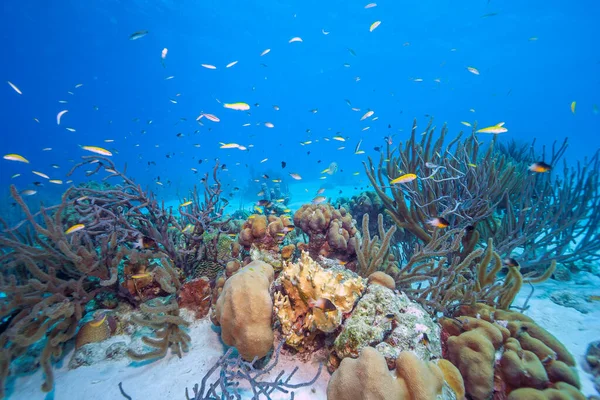 Arrecife Coral Del Caribe Frente Costa Isla Bonaire — Foto de Stock