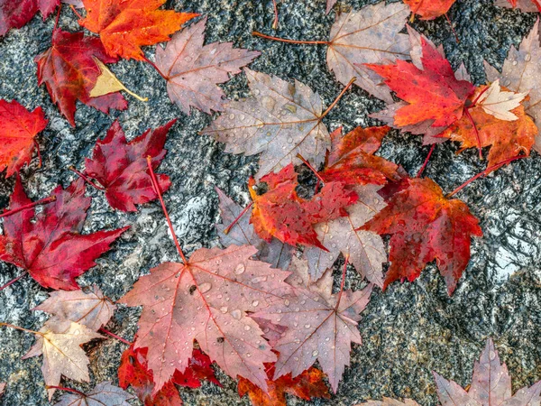Podzimní Listí Lese New Hampshire — Stock fotografie