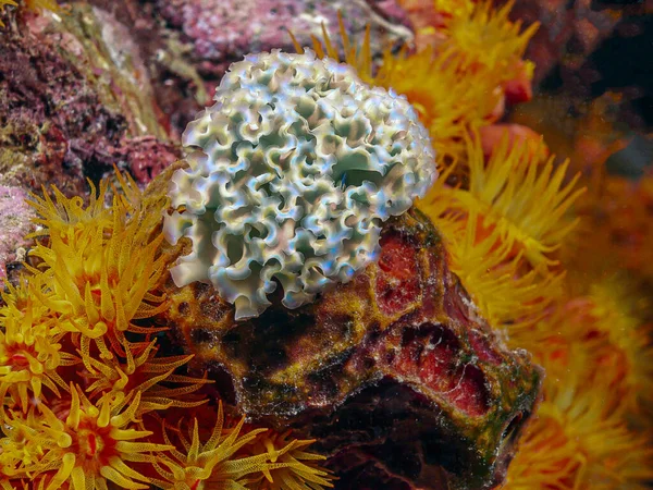 Elysia Crispata Communément Appelée Limace Mer Laitue Est Une Espèce — Photo