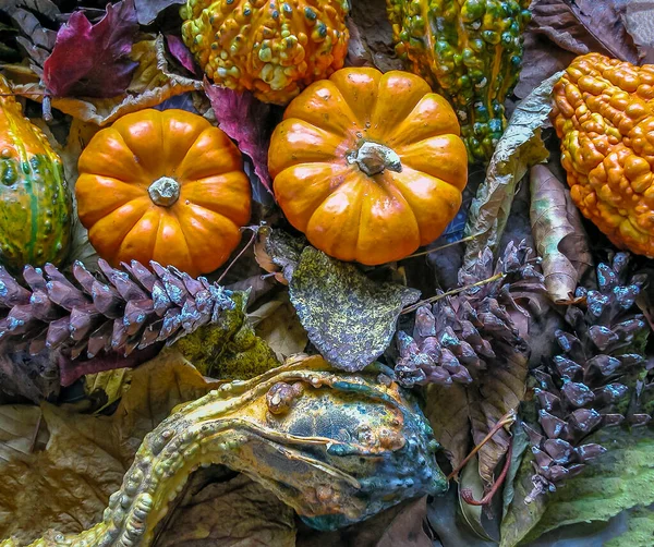 Autumn Still Life Pumpkins Studio Setting — Stock Photo, Image