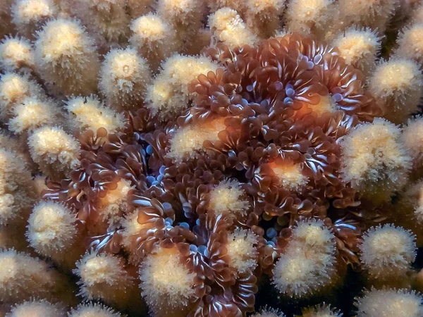 Lebrunia Neglecta Una Especie Anémona Familia Aliciidae Encuentra Mar Caribe —  Fotos de Stock