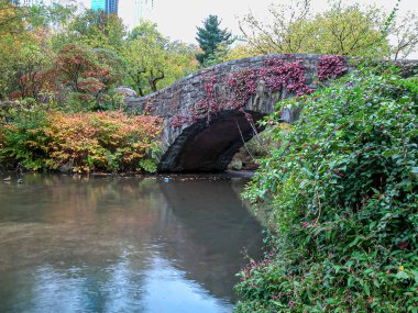 Sonbaharda Central Park 'taki Gapstow Köprüsü' nde sarmaşık kırmızıya dönüyor