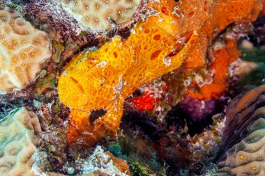 Kurbağa balıkları, Antennaridae familyasının herhangi bir üyesidir.